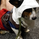 Illustration for article titled Had A Rough Day? Heres A Cosplaying Corgi